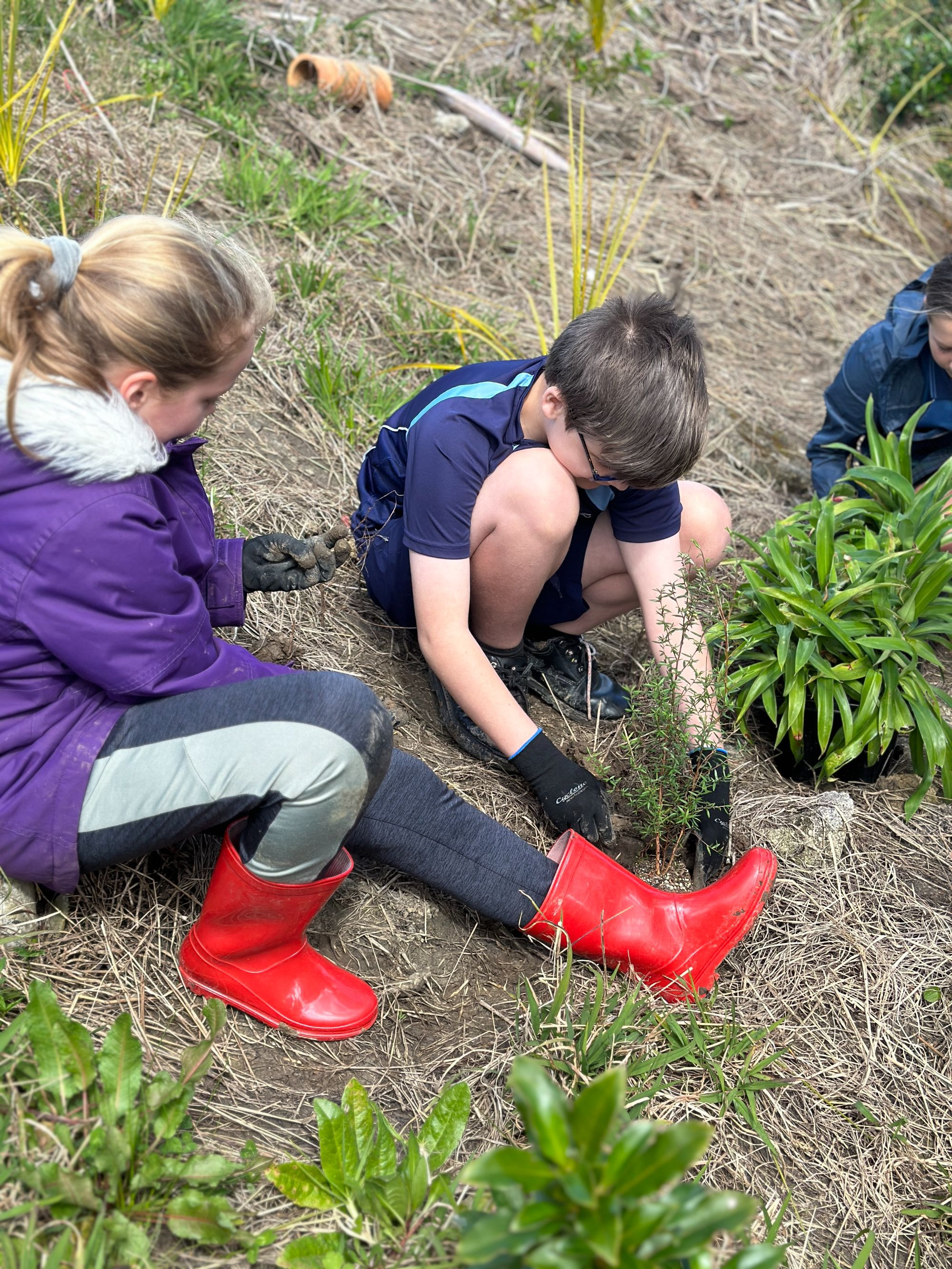 Year 7 Kaitiaki group planted 200 trees in the wetland area